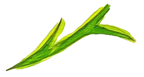 Beulah Park leaf